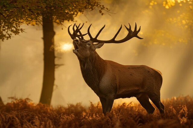 تراژدی گاوبانگی/ وقتی گلوله پاسخ نعره عاشقانه مرالها میشود