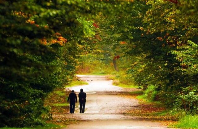 نفس عمیق در دل جنگلهای گلستان/مسیرهای رویایی برای پیادهروی صبح جمعه