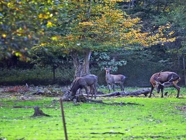 شصتکلا؛ نگین سبز گرگان در آغوش مه و افسانه
