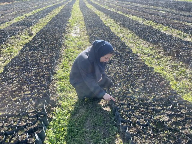 گلستان در مسیر اجرای طرح مردمی کاشت یک میلیارد درخت