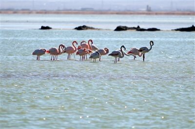 تالاب بینالمللی گمیشان به کانون ریزگرد نمکی تبدیل شده است