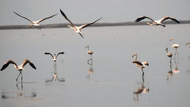 تالاب بینالمللی گمیشان به کانون ریزگرد نمکی تبدیل شده است
