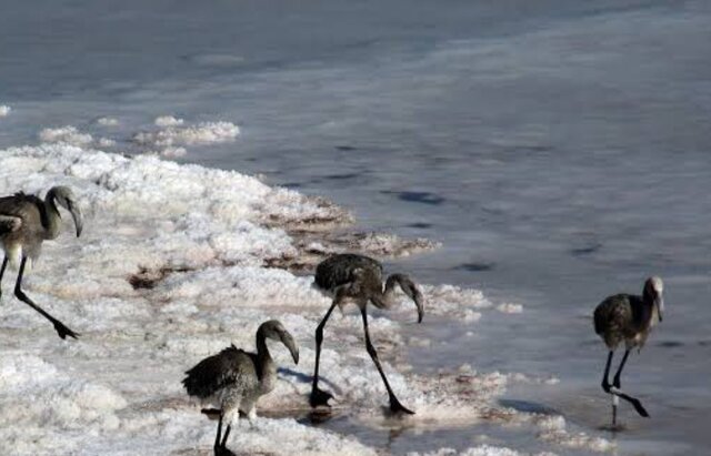 تالاب بینالمللی گمیشان به کانون ریزگرد نمکی تبدیل شده است