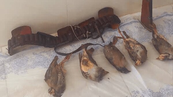 بازداشت شکارچیان متخلف و ضبط ۶ کبک زنده در کردکوی