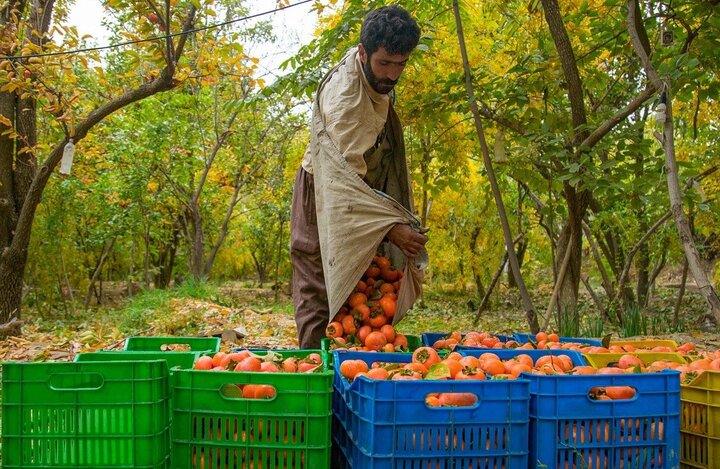 گلستان رتبه نخست تولید خرمالوی کشور/پیش‌بینی برداشت ۱۳ هزار تن با رشد ۱۸ درصدی