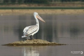 مشاهده گونه نادر پلیکان پا خاکستری در «آق‌گل»