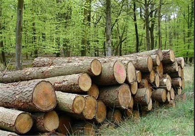 زراعت چوب با نهال رایگان