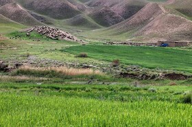 ۴ روستای اسدآباد پایلوت حفاظت از منابع طبیعی