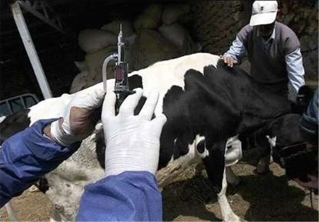 آغاز واکسیناسیون دام‌های سنگین علیه آبله گاوی