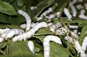 نوغانداران آسیب زیادی از کروناویروس نمی‌بینند