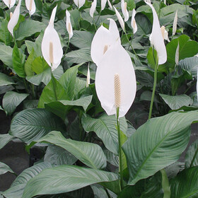 گل چمچه‌ای، گیاه آپارتمانی پرطرفدار