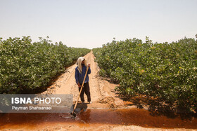 بیابان‌زدایی ۵۰۰ هکتار از اراضی بیابانی همدان/وضعیت مطلوب طرح بیابان‌زدایی کبودراهنگ