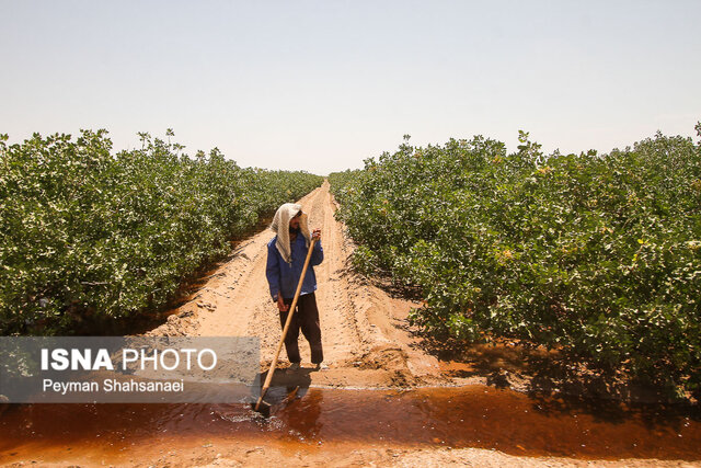 بیابان‌زدایی ۵۰۰ هکتار از اراضی بیابانی همدان/وضعیت مطلوب طرح بیابان‌زدایی کبودراهنگ