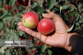 چیدن میوه از درخت خانه حادثه آفرید