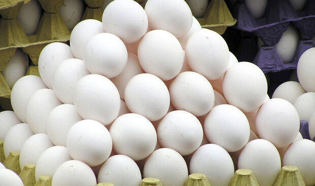 توزیع روزانه ۲۰ تا ۳۰ تن تخم مرغ با نرخ مصوب دولتی در همدان