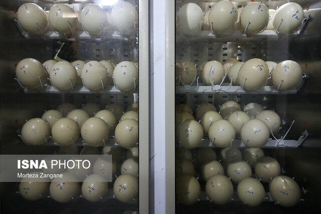 تخم شترمرغ مفید برای درمان کم‌خونی