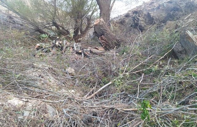 قطع ۵۰ اصله درخت در ۳ روستای اسدآباد