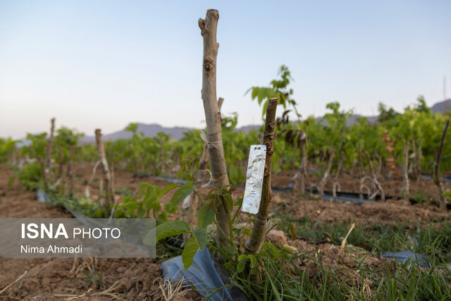 آماده سازی ۹ نهالستان برای تحقق سهم بوشهر از کاشت یک‌میلیارد درخت