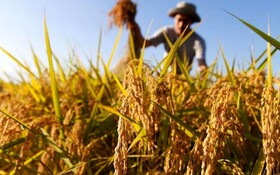 افتتاح ۸۱ طرح کشاورزی در همدان طی سال‌جاری 