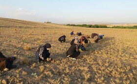 شرط و نحوه جبران تاخیر در پرداخت حق بیمه صندوق بیمه روستاییان  
