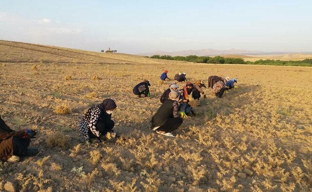 زنانی که از دل قلعه بلنده، پرچم تولید را برافراشتند