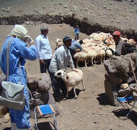 آغاز واکسیناسیون رایگان پی پی آر دام‌های مناطق حفاظت شده اسدآباد 