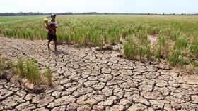 خسارت ۱۵۰ میلیارد تومانی خشکسالی به محصولات زراعی ملایر