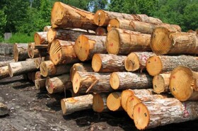 کارگاه‌های چوب اسدآباد برای اخذ مجوز حمل چوب همکاری ندارند