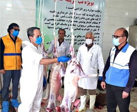 اسدآبادی‌ها دام خود را در کشتارگاه صالح آباد ذبح کنند 