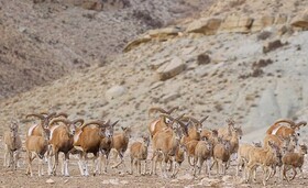 تغییر رفتار حیات وحش استان همدان در نتیجه خشکسالی