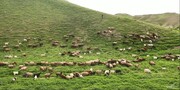 تاثیر مثبت کوچ به موقع دامداران در حفظ پوشش گیاهی
