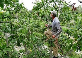 سرشاخه‌کاری راهکاری برای کاهش حوادث ناشی از گردو تکانی