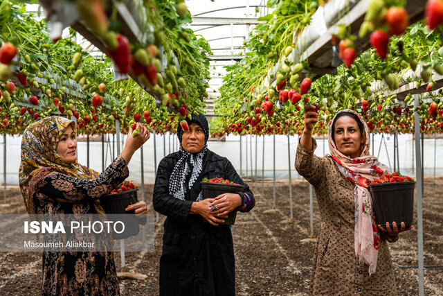 کشت گلخانه‌ای نسخه شفا بخش تنش آبی استان همدان 

