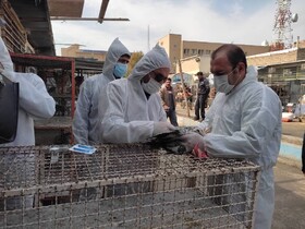 برگزاری مانور مبارزه با بیماری پرندگان در همدان