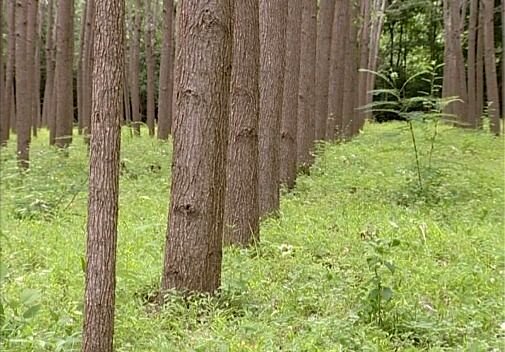 تعهد ۶۶۰ هکتاری  کاشت صنوبر استان همدان در طرح  زراعت چوب

