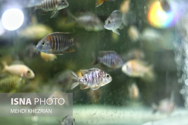 مظلومیتی به زیبایی ماهیان زینتی!