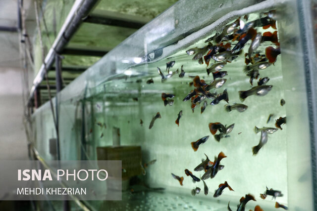 مظلومیتی به زیبایی ماهیان زینتی!