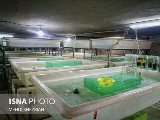 مظلومیتی به زیبایی ماهیان زینتی!