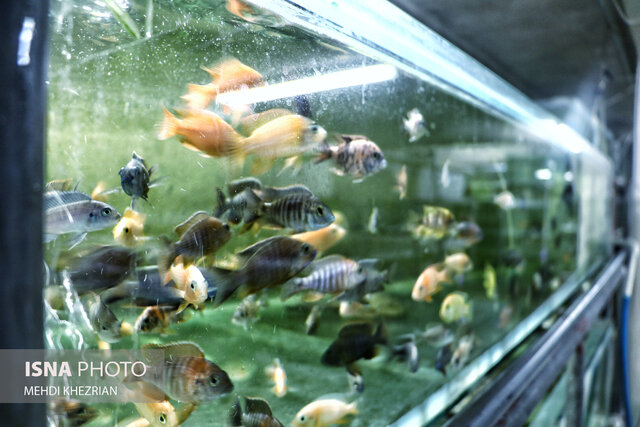 مظلومیتی به زیبایی ماهیان زینتی!