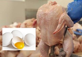 کاهش ۲۵درصدی قیمت مرغ /احتمال کاهش قیمت مرغ در آستانه یلدا
