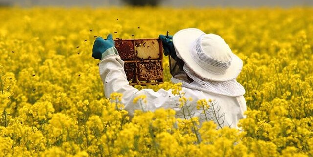 تشکیل نخستین زنجیره  زنبورداری کشور در استان همدان 