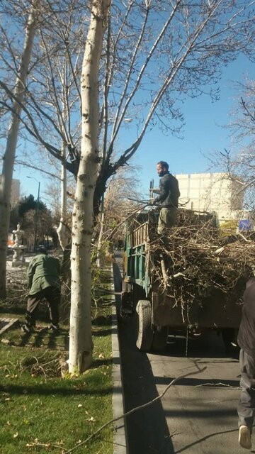 شهروندان از هرگونه هرس خودسرانه درختان خودداری کنند