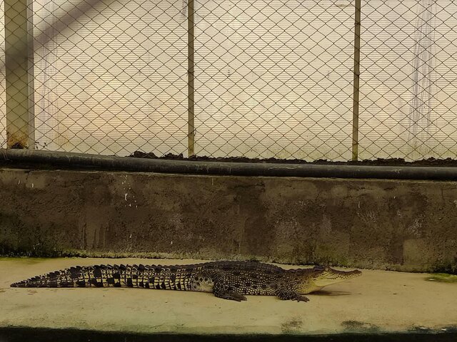 درهای مزرعه پرورش کروکودیل ملایر پس از ۲ سال به روی گردشگران باز شد