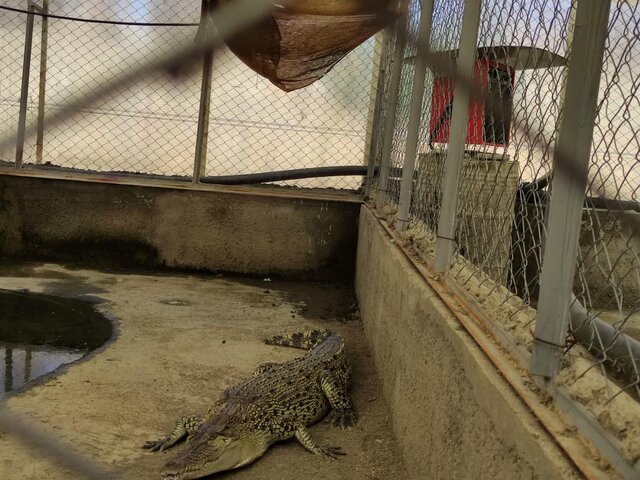 درهای مزرعه پرورش کروکودیل ملایر پس از ۲ سال به روی گردشگران باز شد