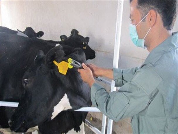 پلاک کوبی۳ میلیون و ۳۰۰ رأس دام سبک و سنگین  در استان همدان