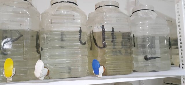 زالو را وارد رسته مشاغل خانگی کنید/ وامها برای پرورش زالو ناچیز است