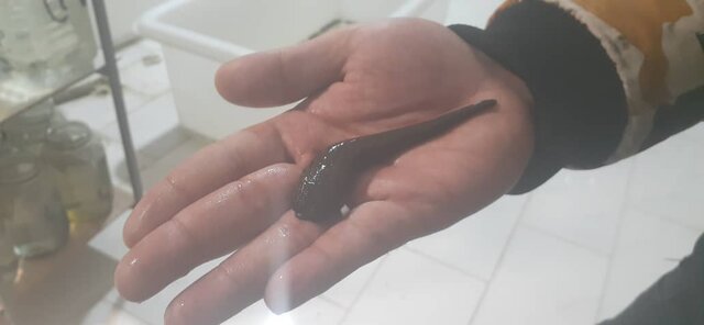 زالو را وارد رسته مشاغل خانگی کنید/ وامها برای پرورش زالو ناچیز است