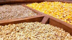 مشکلی در تامین نهاده‌های دامی در همدان وجود ندارد