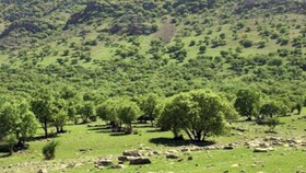 وجود ۲۷۵۰ هکتار ذخیره‌گاه  جنگلی در استان همدان