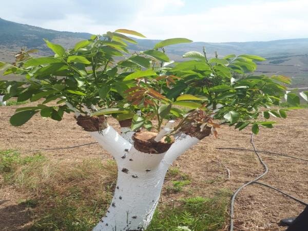 پیش بینی اجرای ۷۰ هزار پیوند سرشاخه کاری در باغات گردوی همدان 